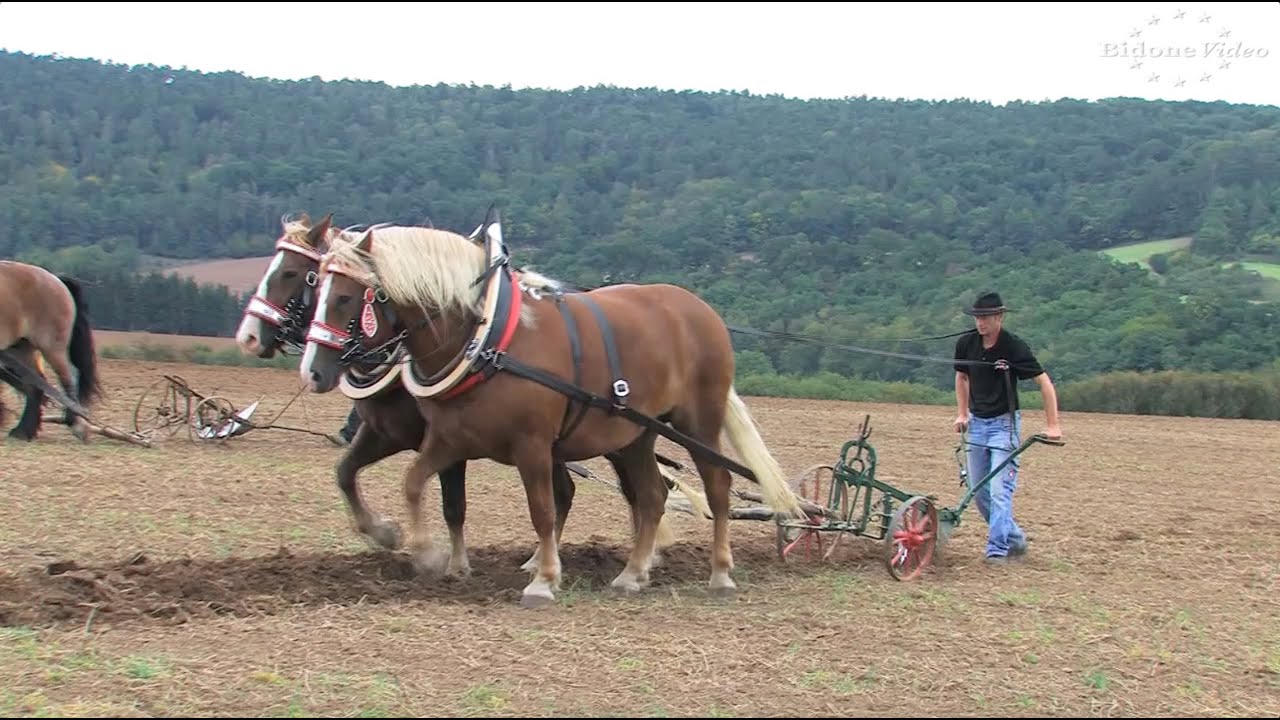 Pflügen mit Pferden in Nebra 2-2 Plowing with Horses