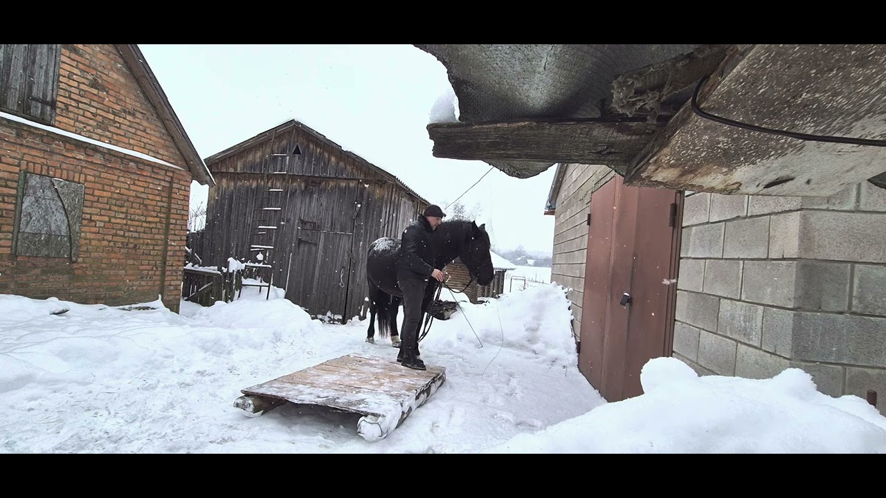 Як правильно грузити коня в коневоз! (Коня якого ви любите)! Показую зняте одним кадром.