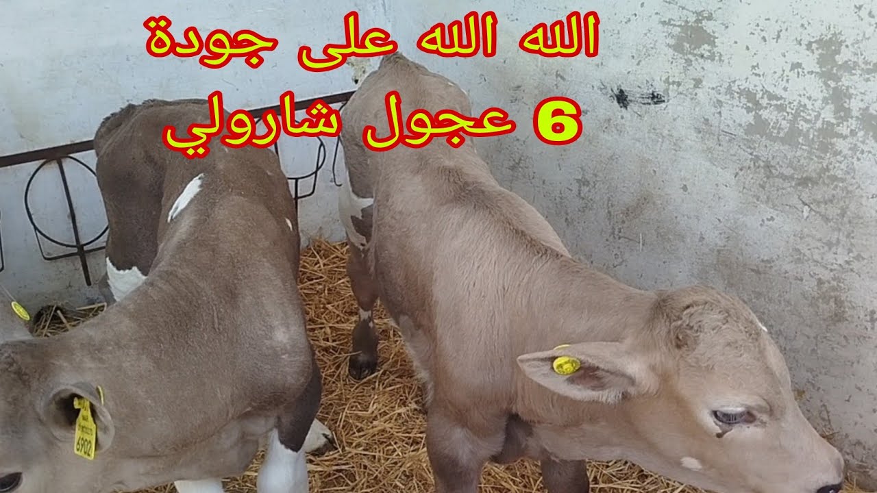 تربية العجول التسمين أفضل جودة بأحسن تمن هادي هي فرصة ديالك 6 عجول من سلالة الشارولي عشاق نبت الزين 