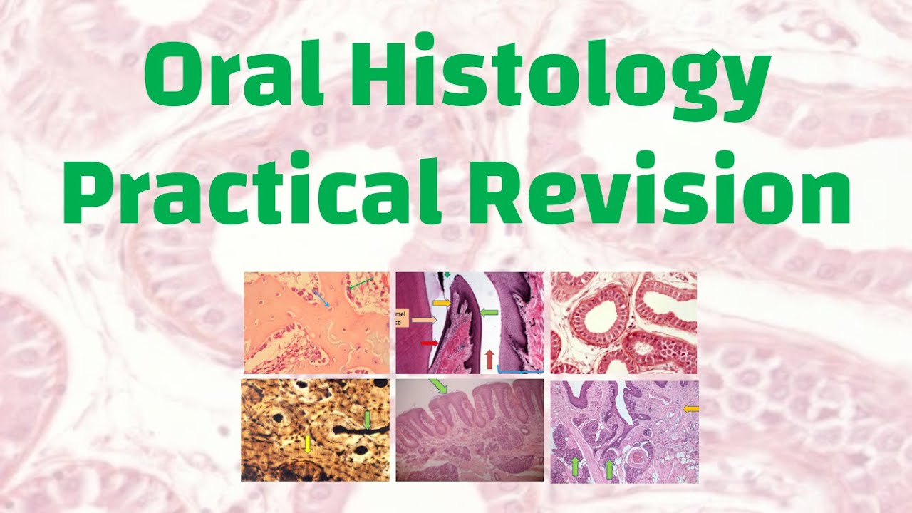 Oral Histology Practical Revision
