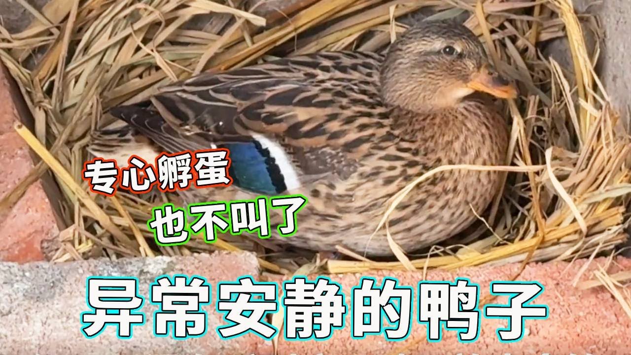 今天的鸭子格外的安静，让人觉得诧异，难道是在孵蛋吗？【天下一场梦】