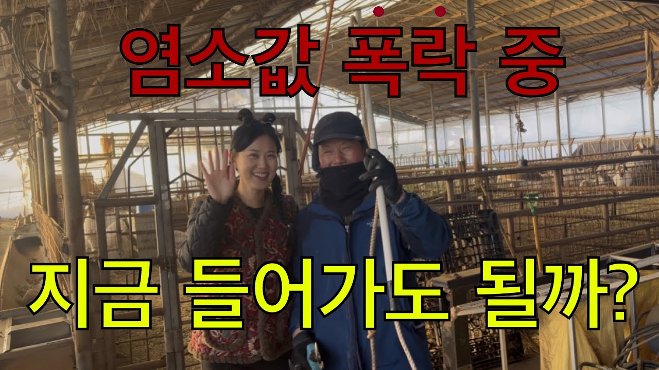염소값 폭락 지속... 지금 염소 사육 시작해도 될까?｜베테랑 농장주의 시작 전 체크리스트