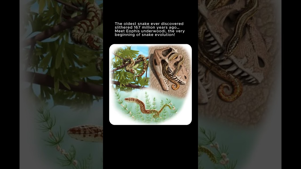 🐍 Eophis underwoodi: The Oldest Snake in History! 🌍 #shorts #ancienthistory #prehistoric