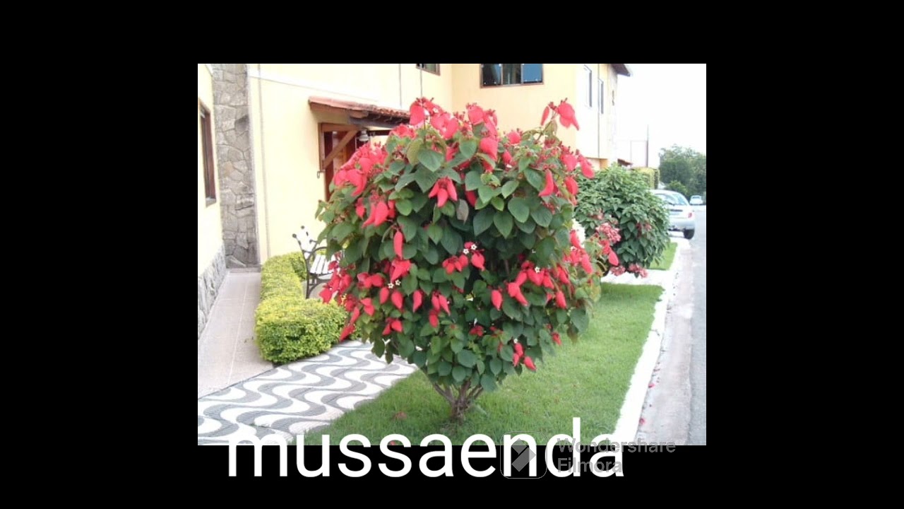 Lindas op&ccedil;&otilde;es de arbustos para o jardim