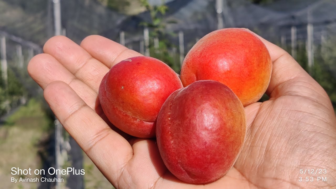 Red Apricot 12-05-2023. Pricia , Holly cot , Rubista , Big red , bella. लाल शकरपारा।