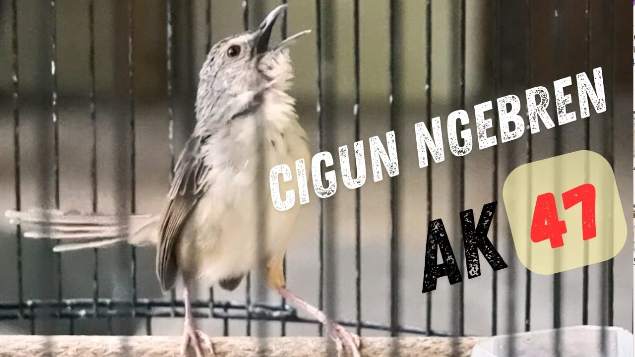 Masteran Ciblek Gunung Cigun Bren Ak47 Rapet Tak Terkendali