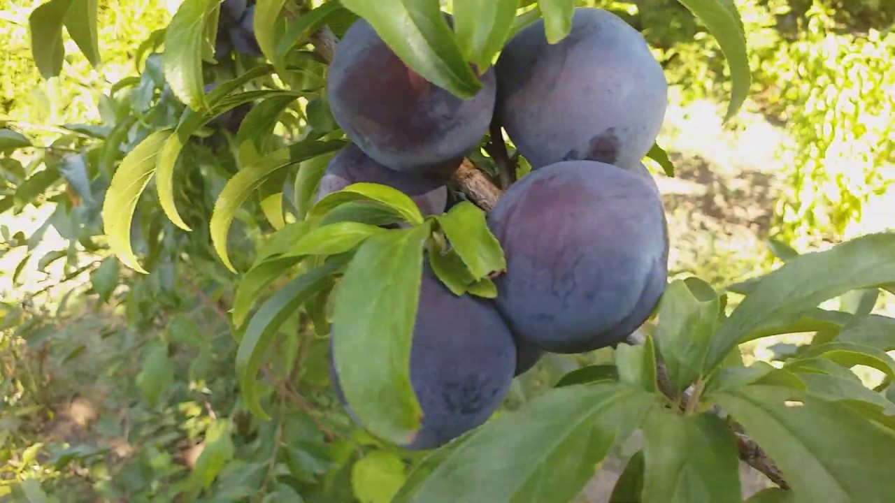 Слива диплоидная сорт средний Блек Амбер(plum Black Amber). Дегустация
