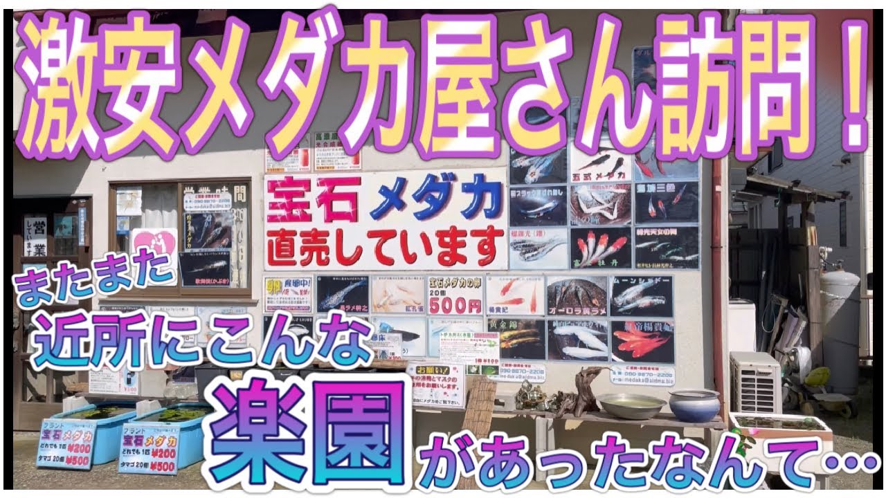 激安メダカ屋さん訪問！またまた近所で見つけた楽園！卵購入からのお迎え準備♪