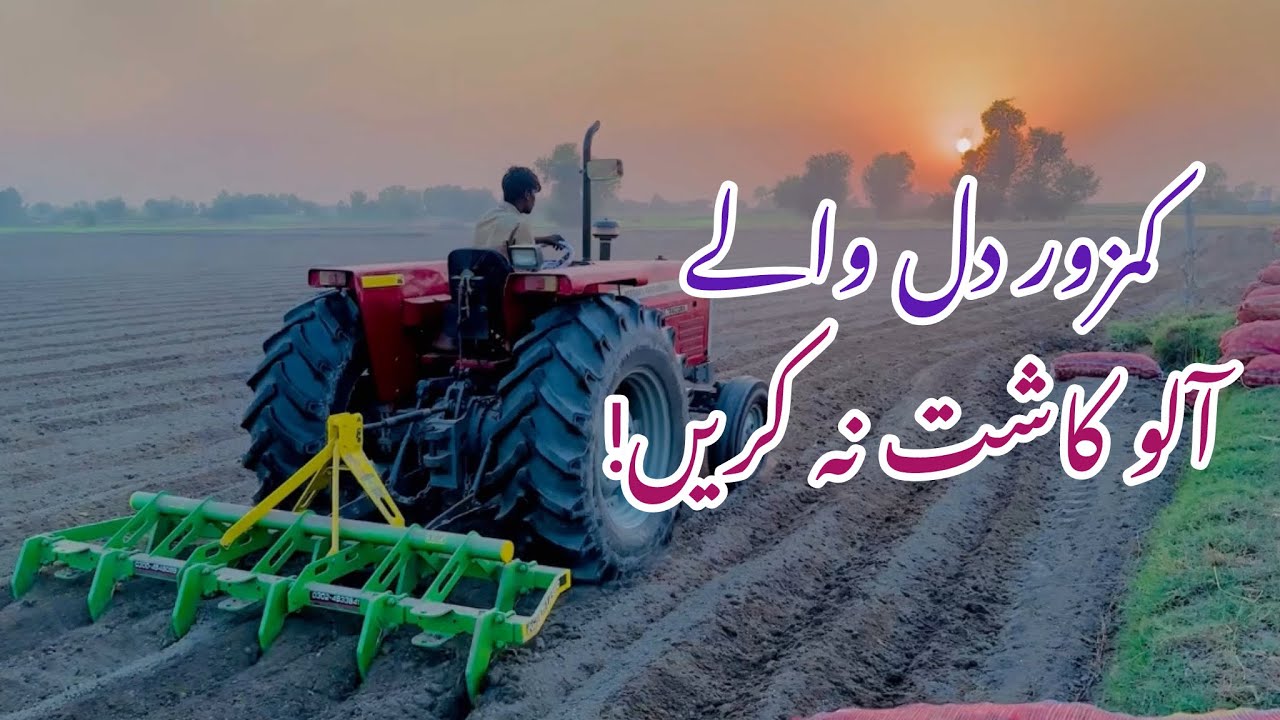 آلو کی کاشت جاری ہے!