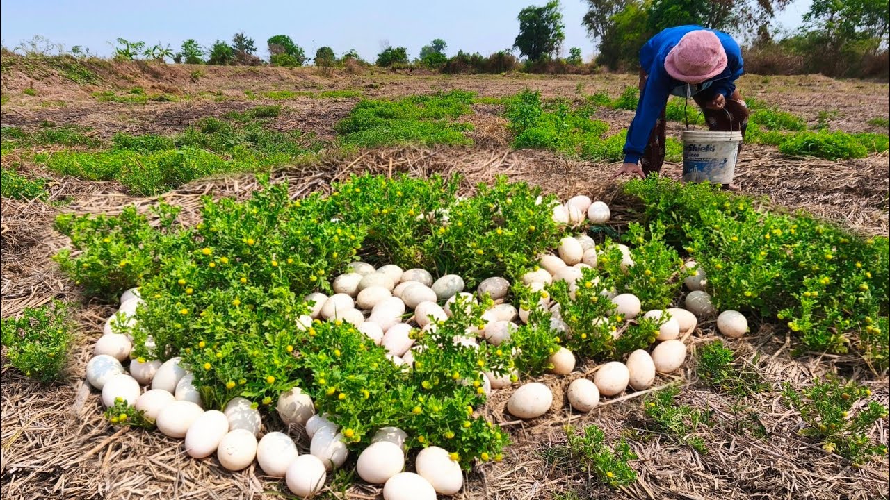 wow wow unique! Harvest duck eggs a lot under grass at field near the road by hand skill