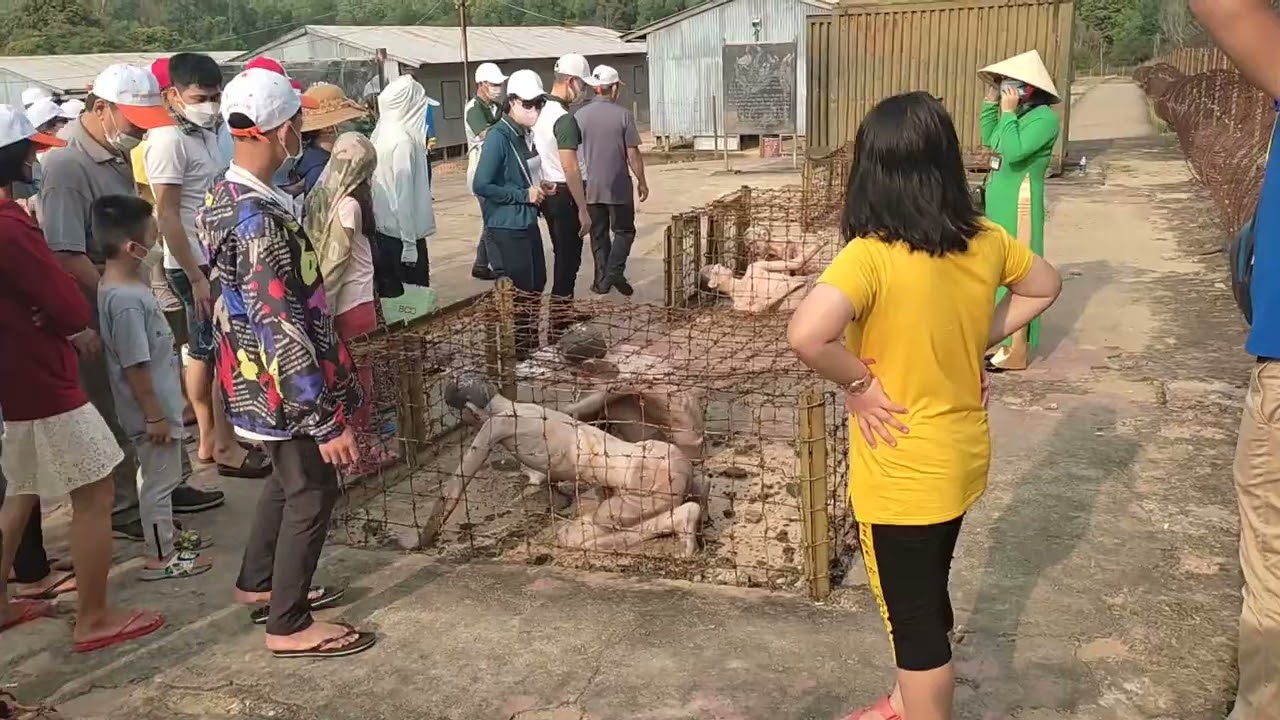 Tham Quan Nhà Tù Côn Đảo ( Phú Quốc )