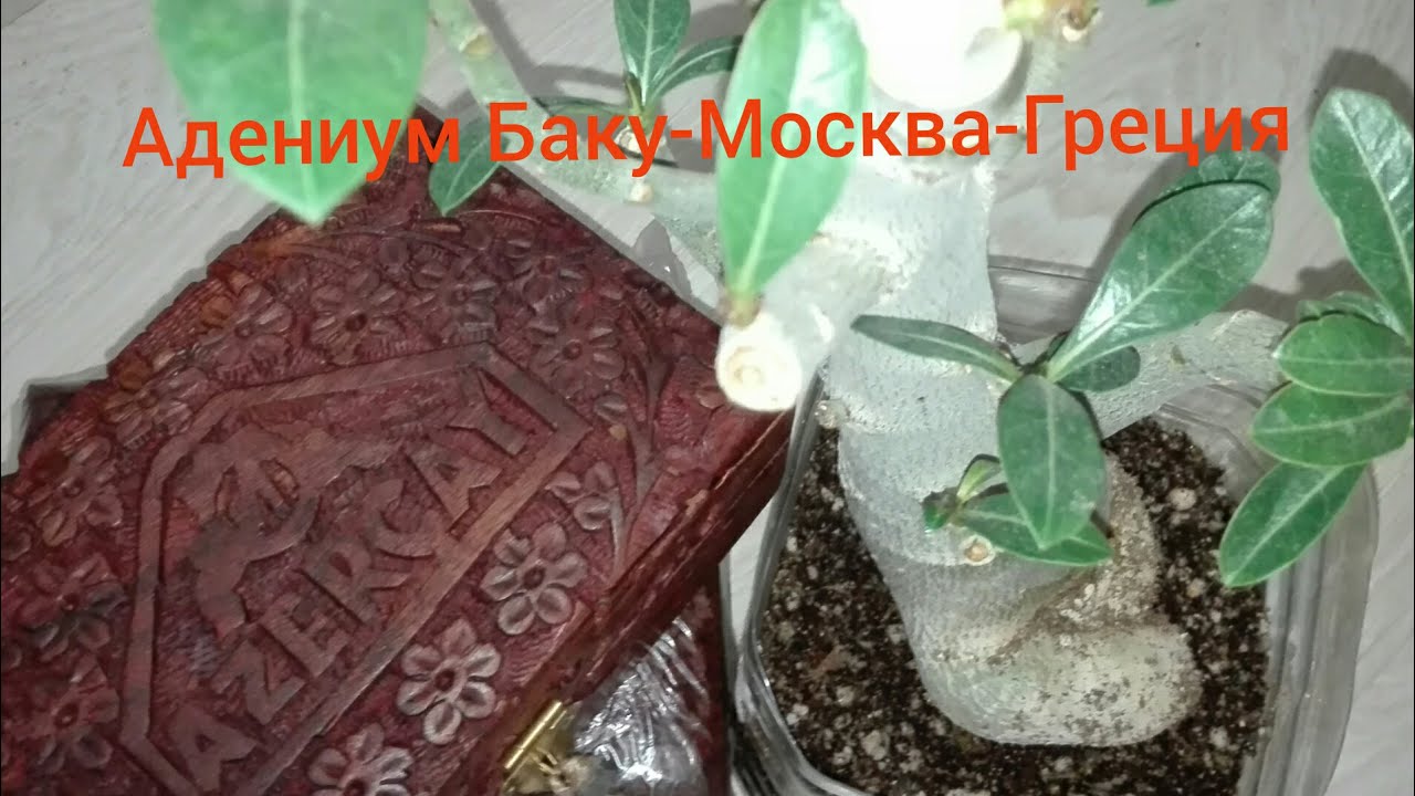 Баку-Москва-Греция Адениум