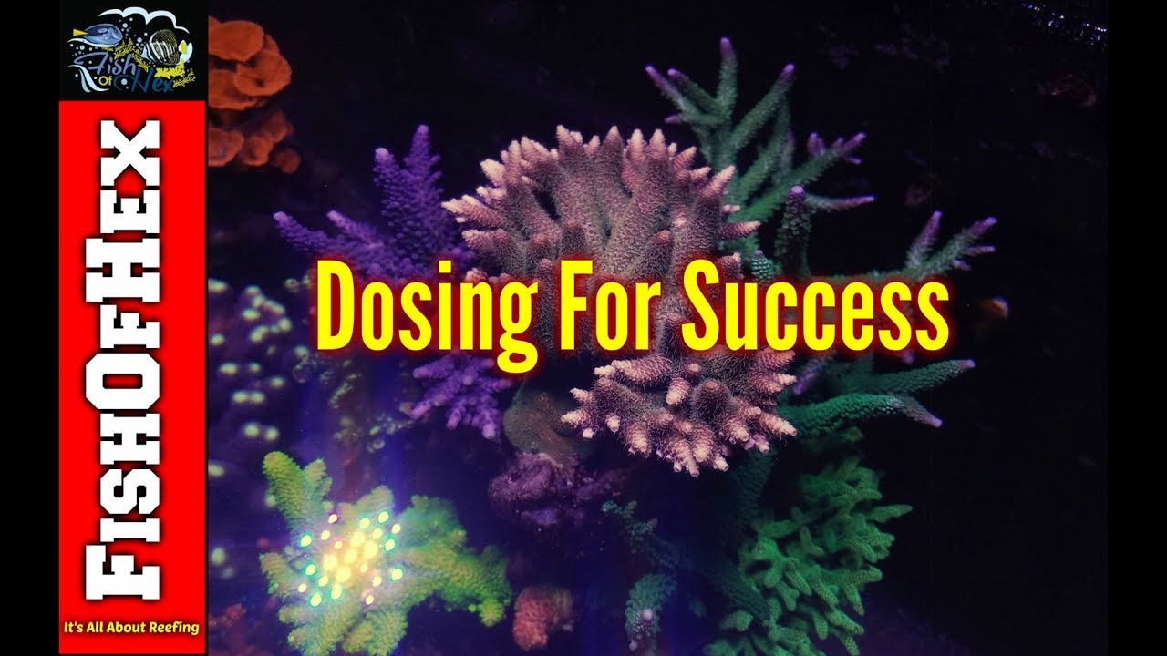Top 5 Things People Do Wrong When Dosing Calcium & Alkalinity