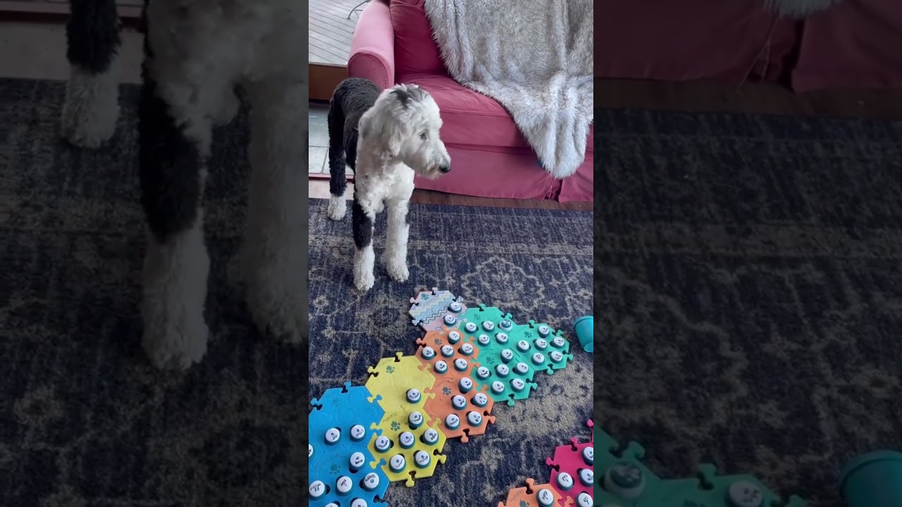 Bunny's Mental Troubles | What About Bunny  #bunnytalkingdog #fluentpet #sheepadoodle