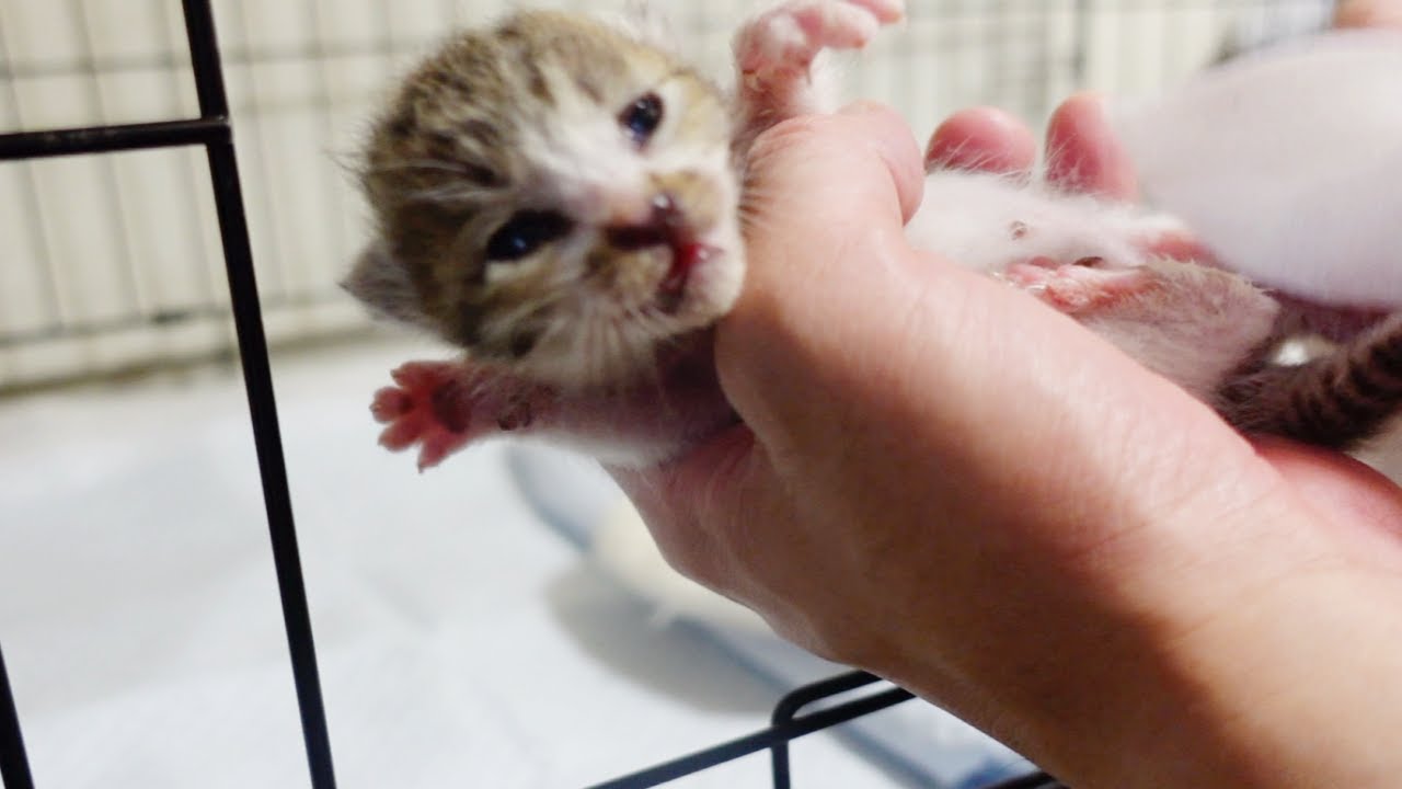 大雨のなか救出した子猫が初めてのうん◯で大騒ぎ
