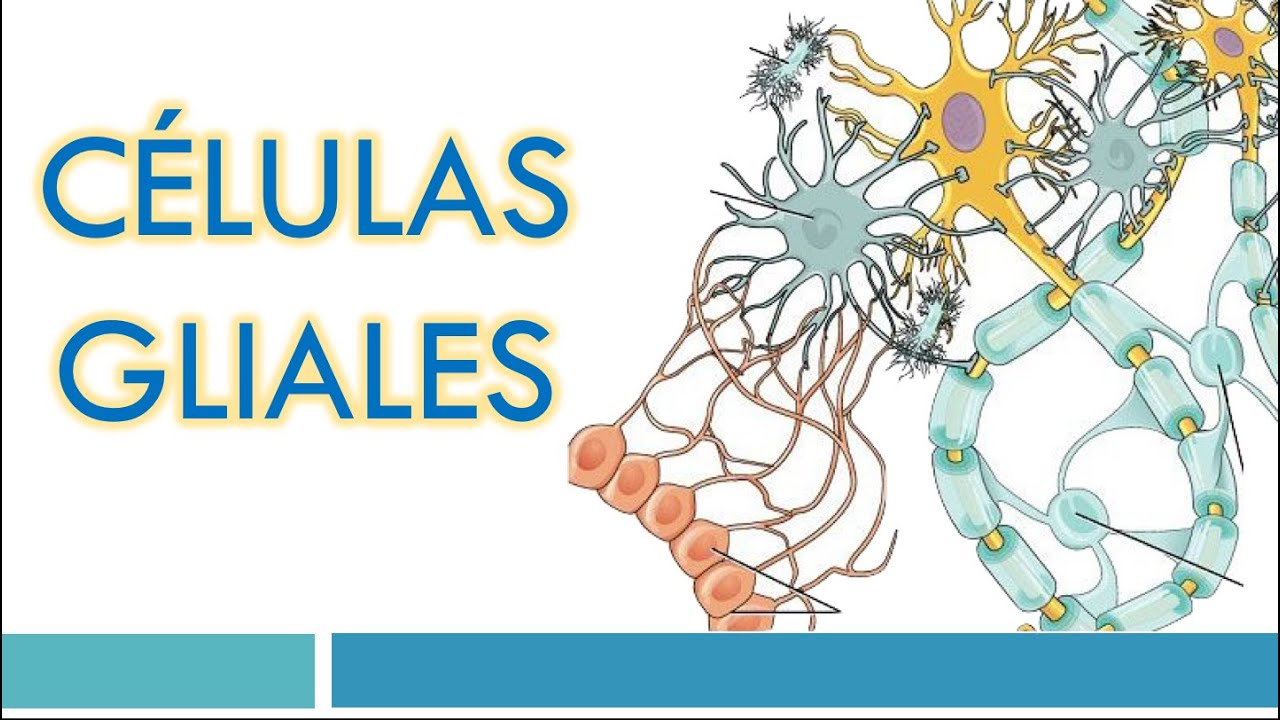 TEJIDO NERVIOSO: Células Gliales