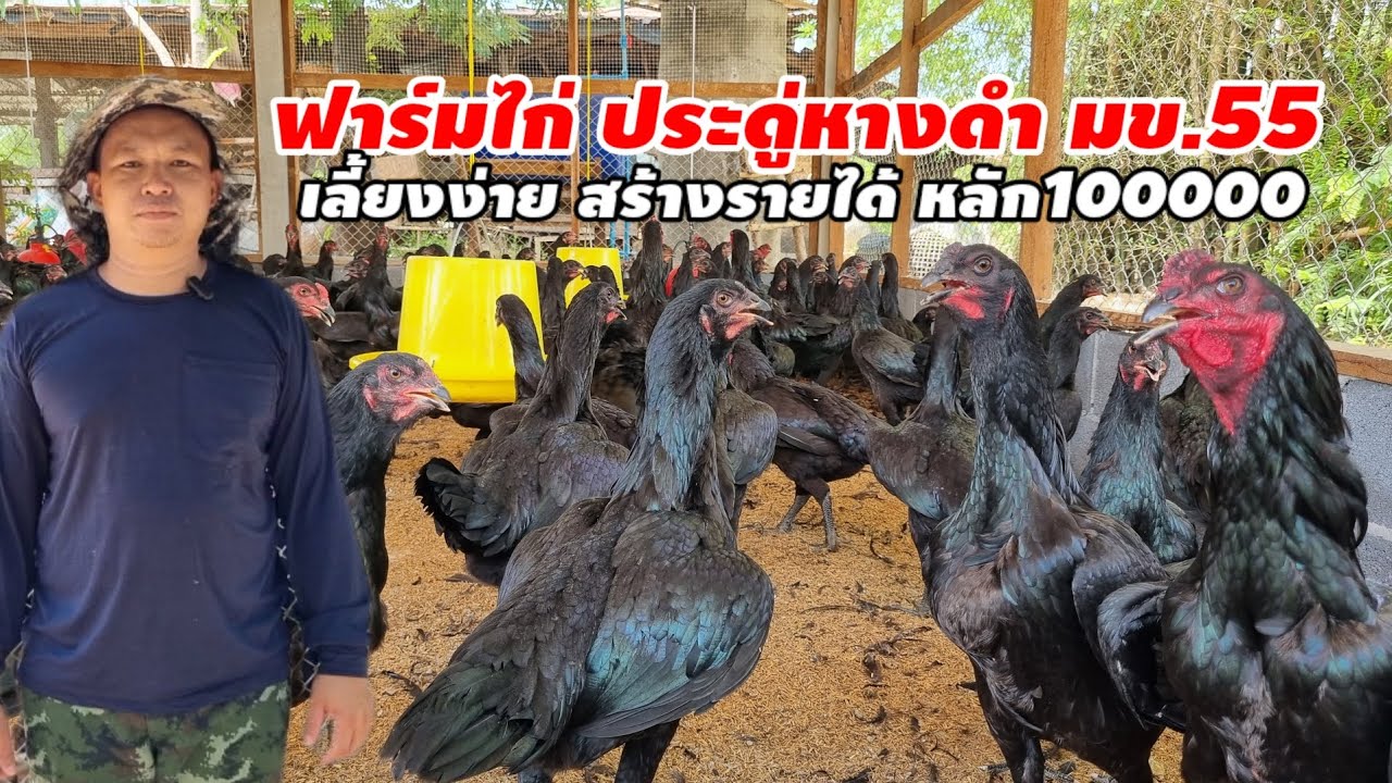 ฟาร์มไก่ประดู่หางดำ สร้างรายได้หลัก100,000 คือไก่อะไร