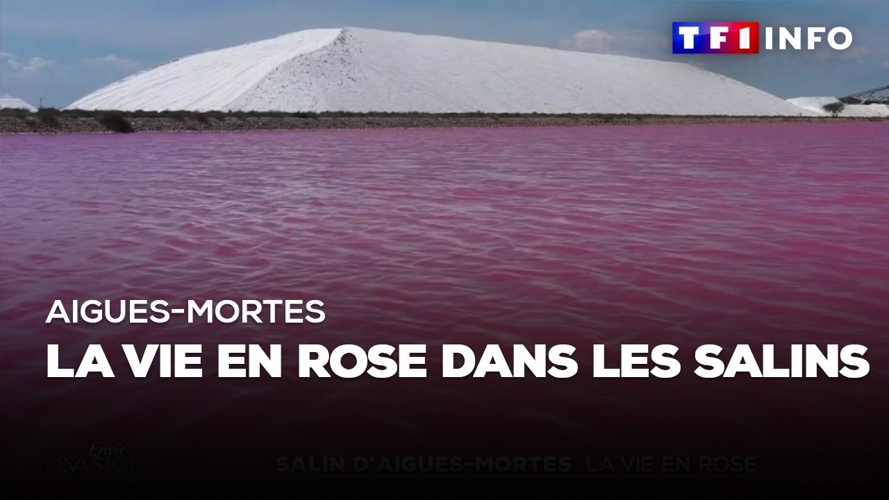 Aigues-Mortes : la vie en rose dans les salins
