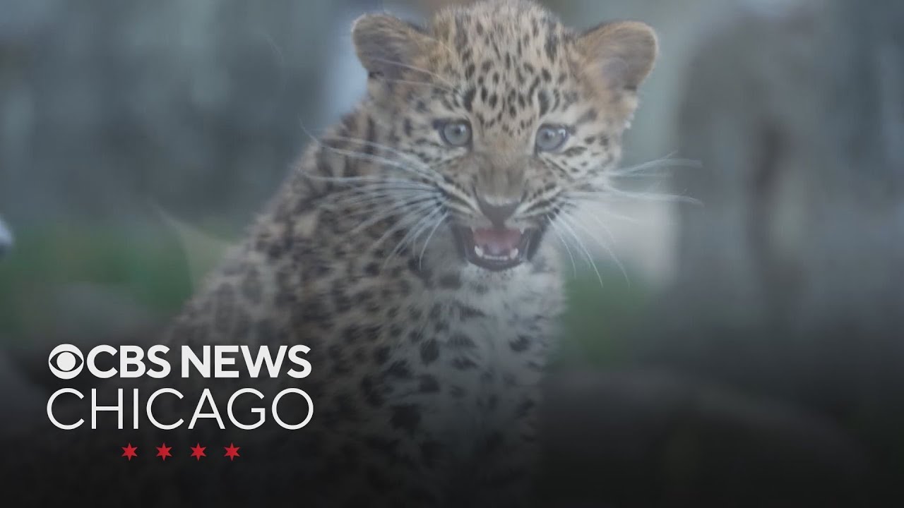 Rare Amur leopard cubs now on display at Brookfield Zoo