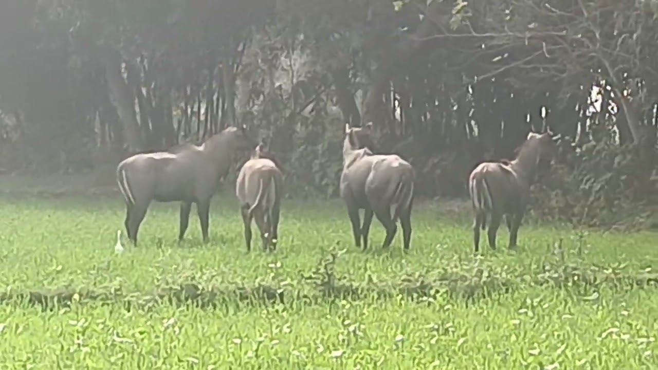 #Nilgai