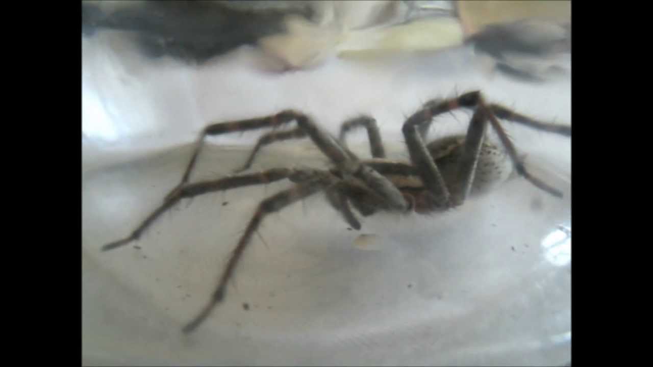 A newly caught Agelenopsis aperta