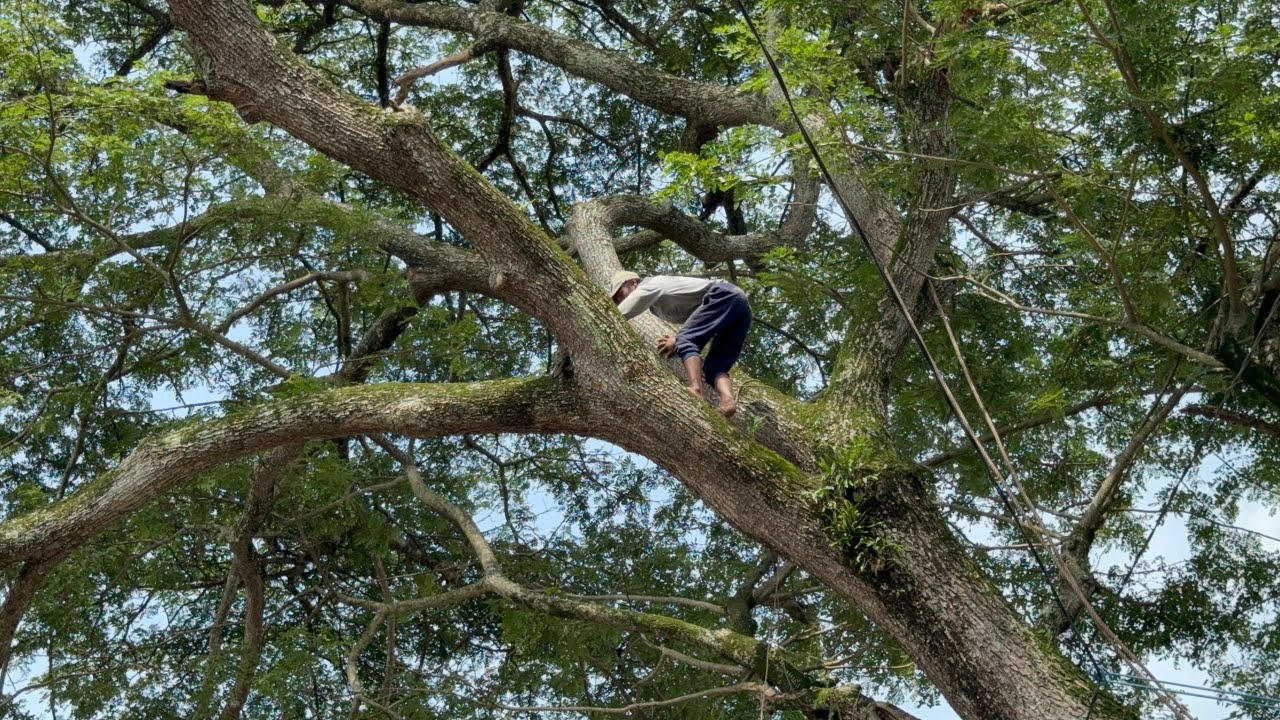 The intertwined branches make this tree difficult to knock down!