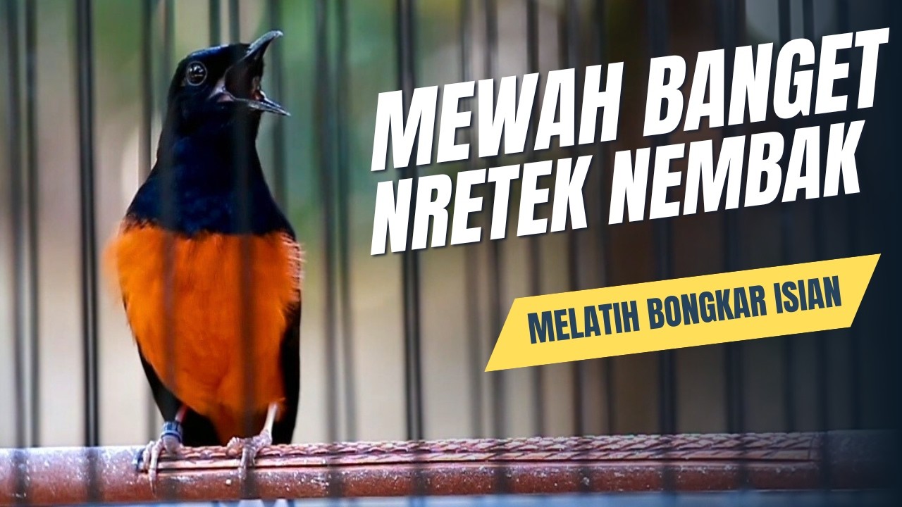 MURAI BATU GACOR FULL ISIAN TEMBAKAN MEWAH SANGAT AMPUH MELATIH MURAI BATU EMOSI BONGKAR ISIAN