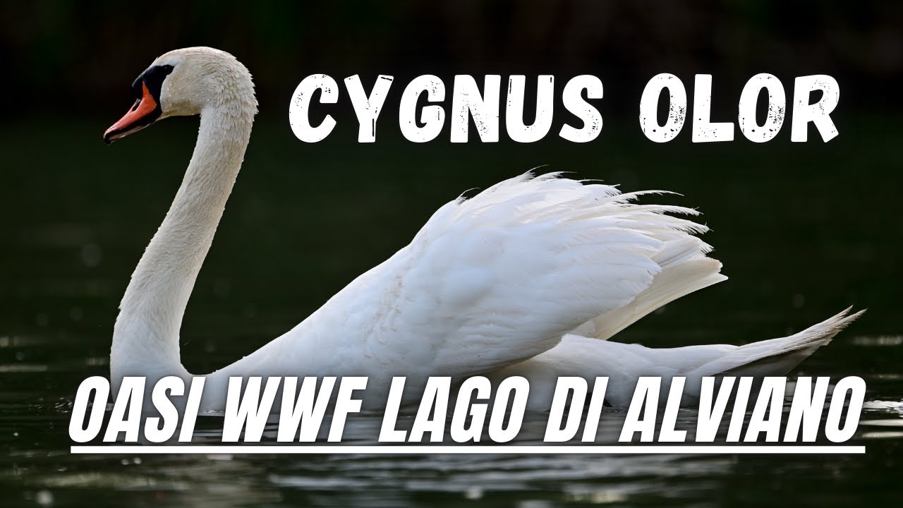 Oasi di Alviano Eleganza dei Cygnus Olor catturata con Nikon Z9 + Nikkor 800mm | Natura e Fotografia