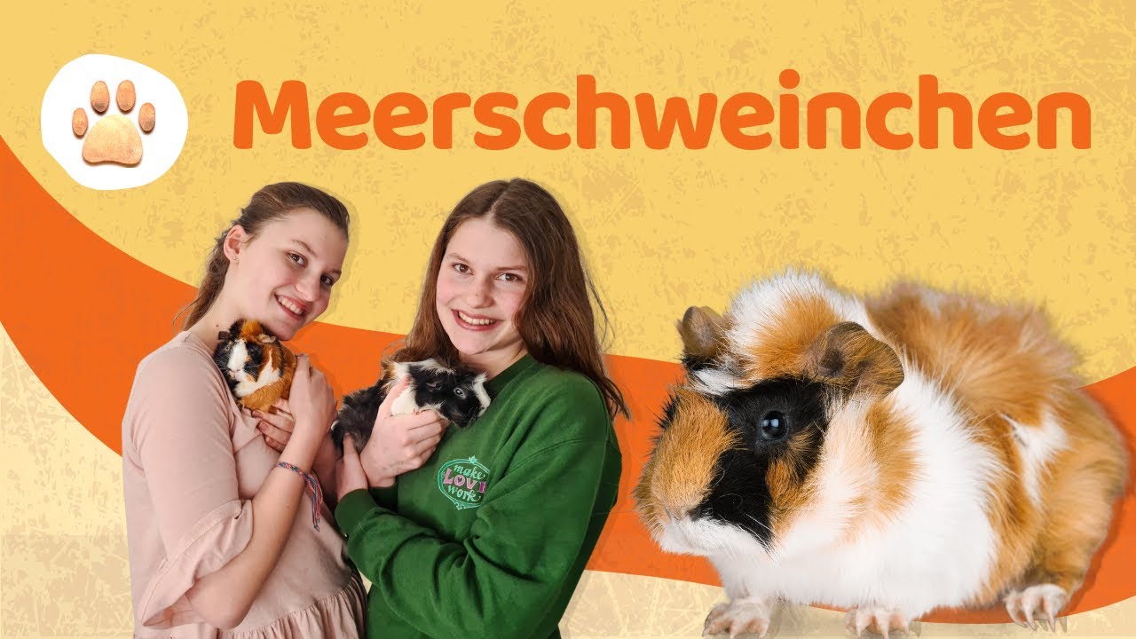 Süße Meerschweinchen 🐹 Mein Haustier l Reportage für Kinde