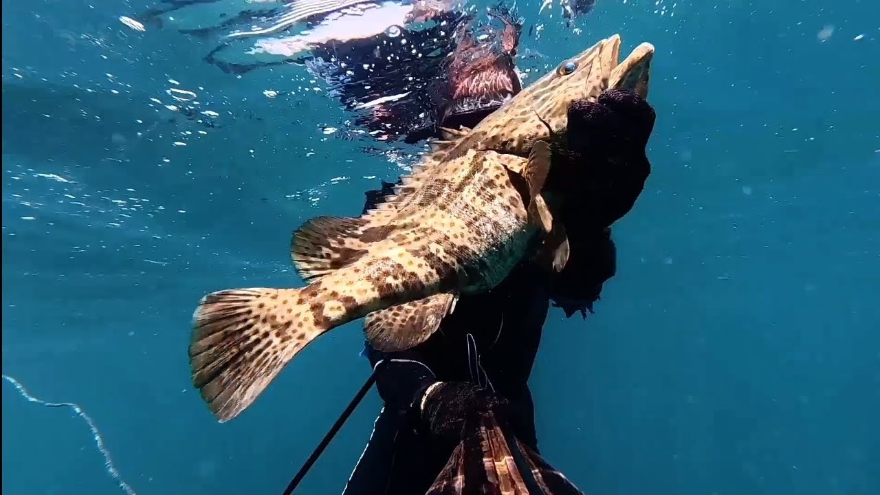 Spearfishing grouper and barracuda