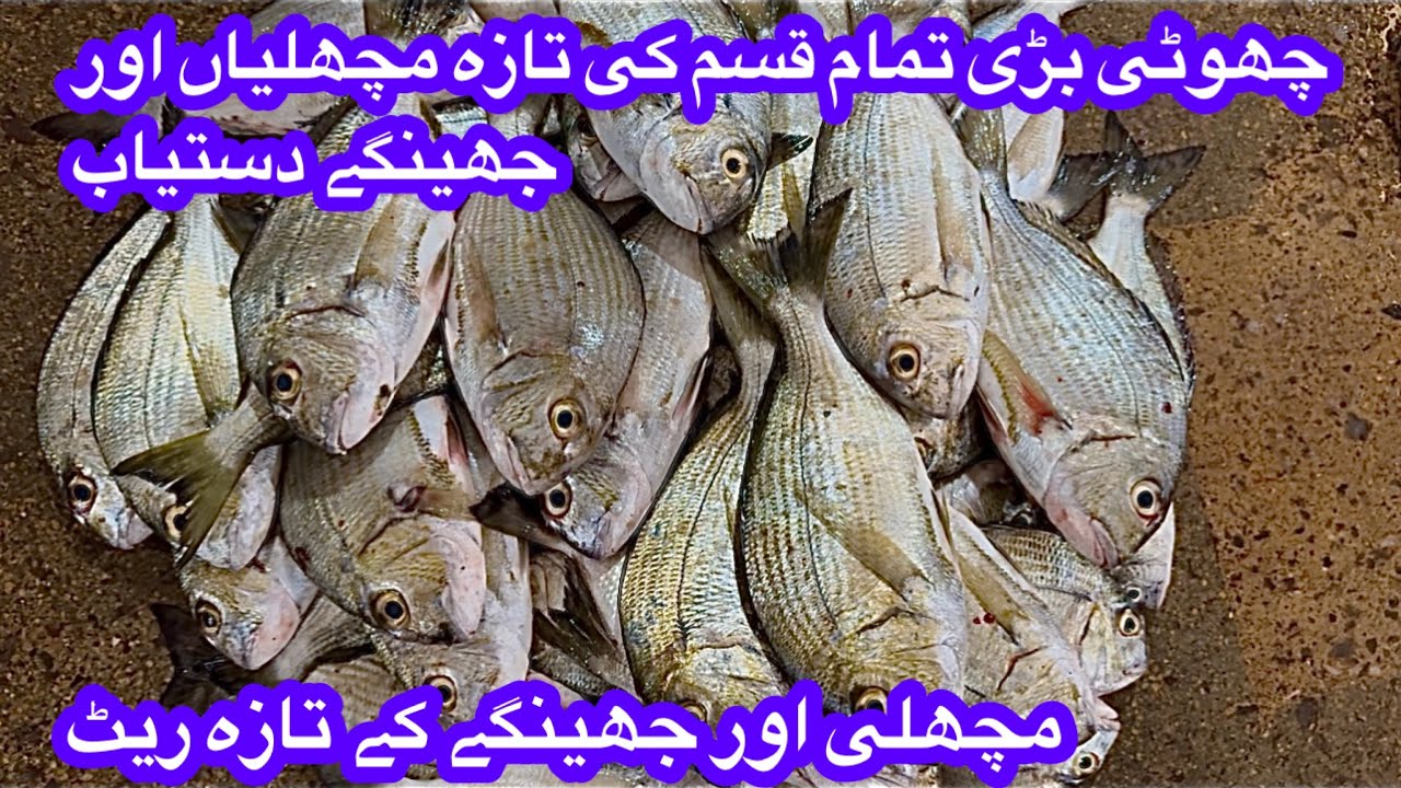 FISH & PRAWNS PRICE UPDATE KARACHI FISH HARBOUR December 22, 2025
