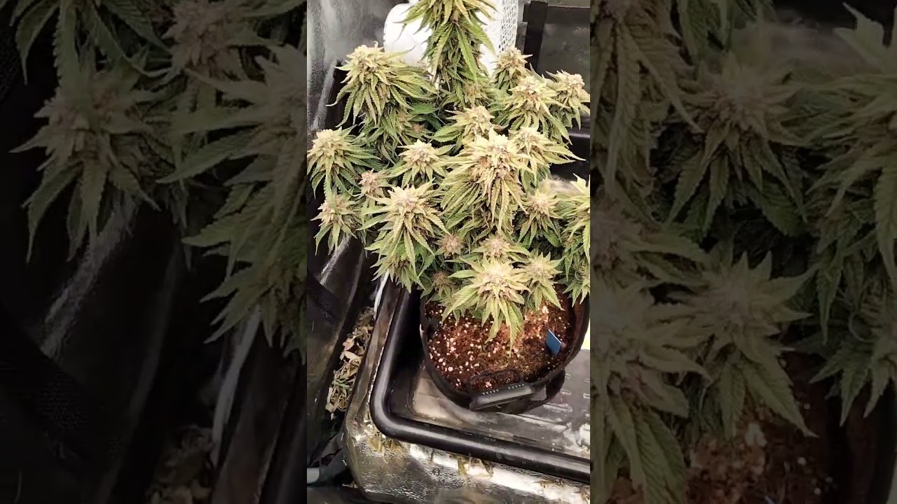 Finally harvesting the zkittlez auto #2 by @FastBudsGenetics  11 weeks old ,cloudy trichomes.