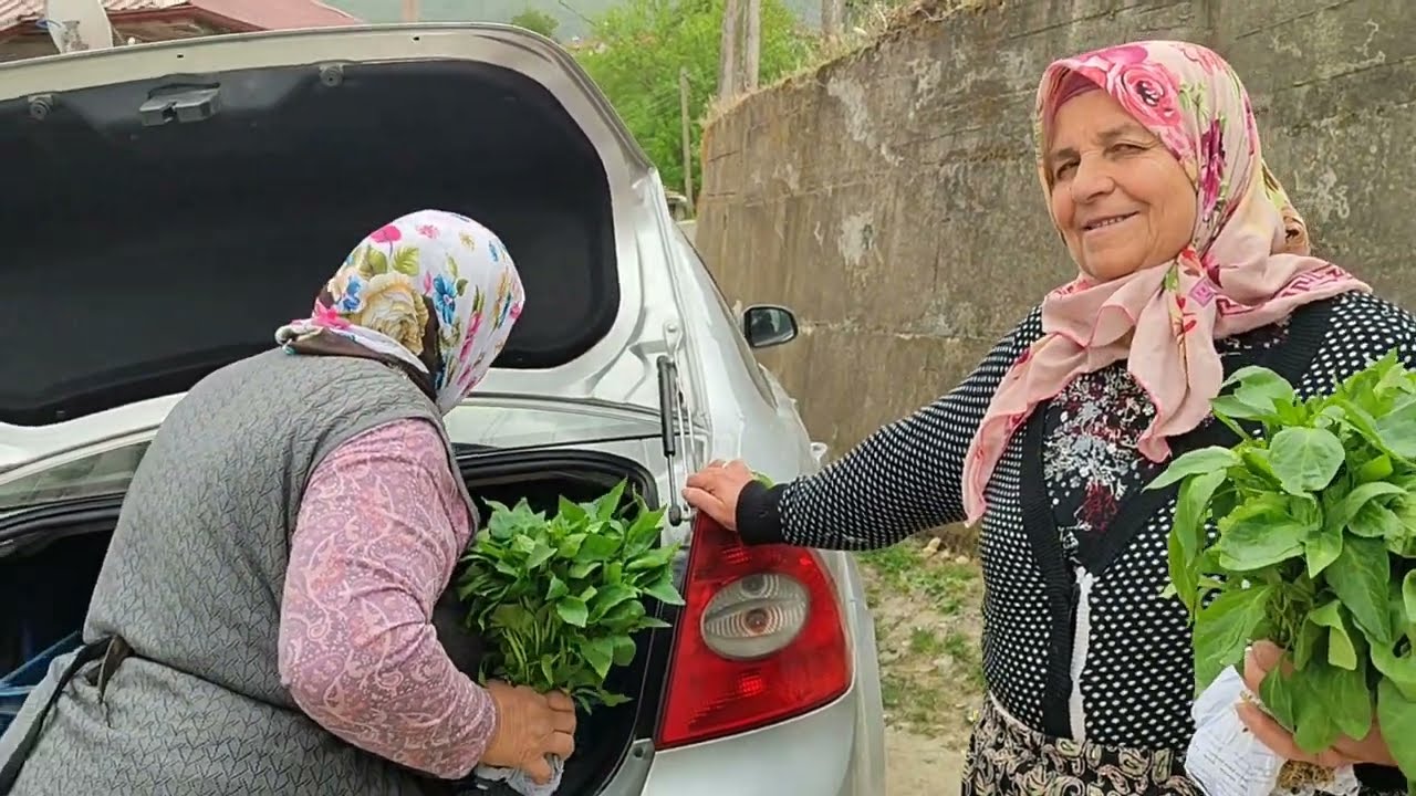 #BOL YEŞİLLİ ÇÖREK# KÖYE FİDECİ 🫑GELDİ #BAHÇEYE  #NELER EKMİSİM ❓