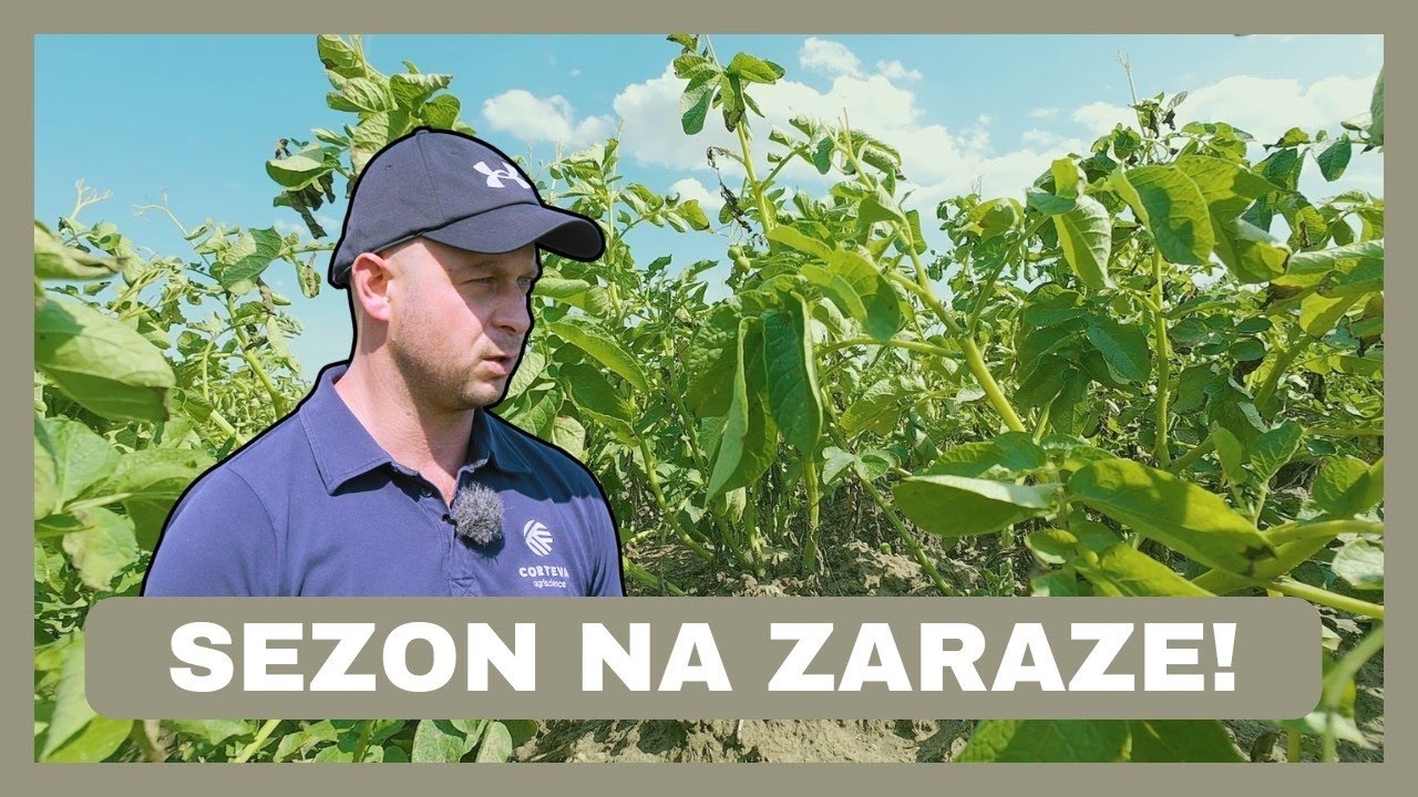 Jest to rok wybitny, z wysoką presją zarazy! Ochrona ziemniaka z Marianem Kraśnerem | e-pole