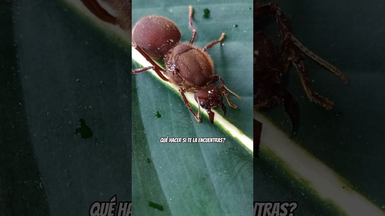 Hormiga reina cortadora: una aliada de la naturaleza🐜🌿 #Hormigas #HormigaReina