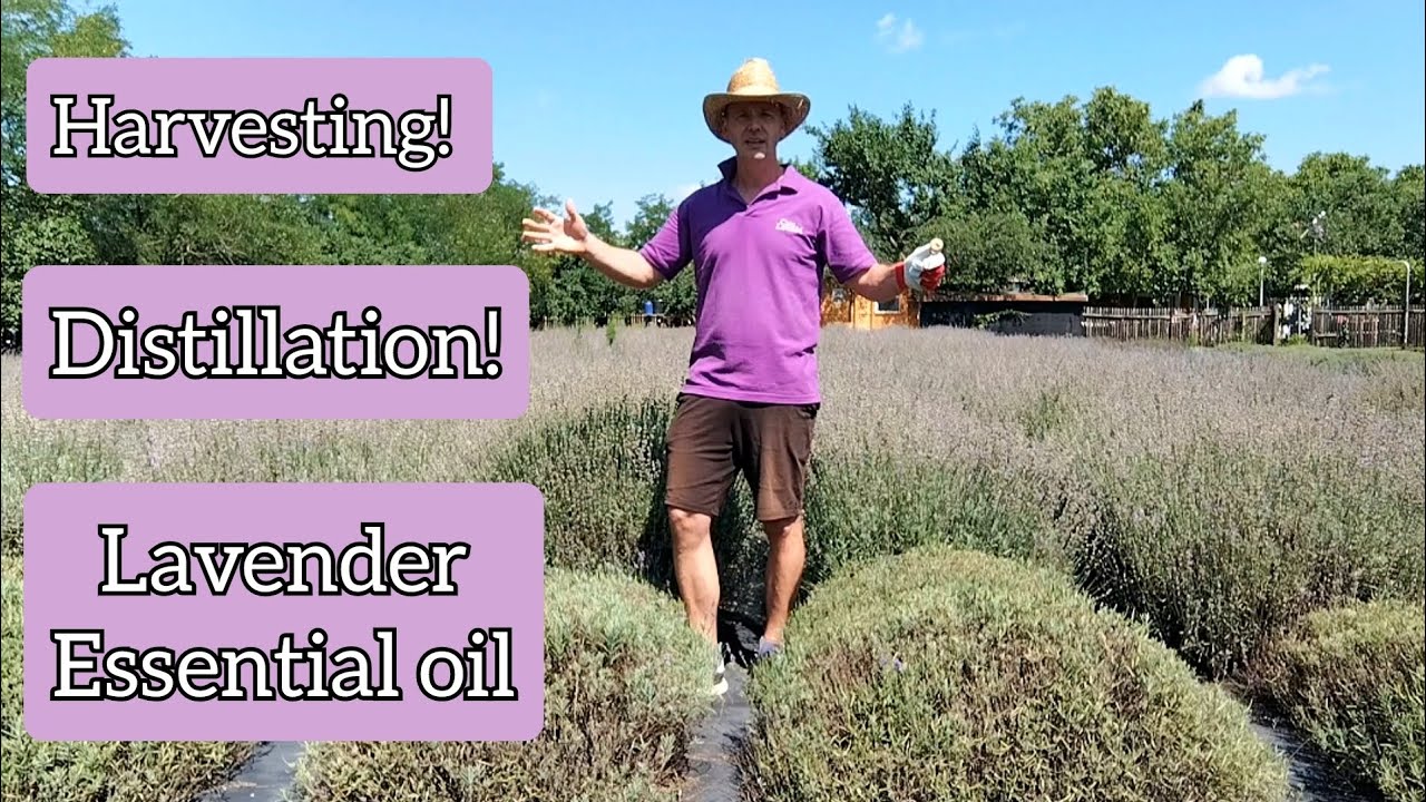 How to make Lavender Essential Oil - From harvest to Distillation!