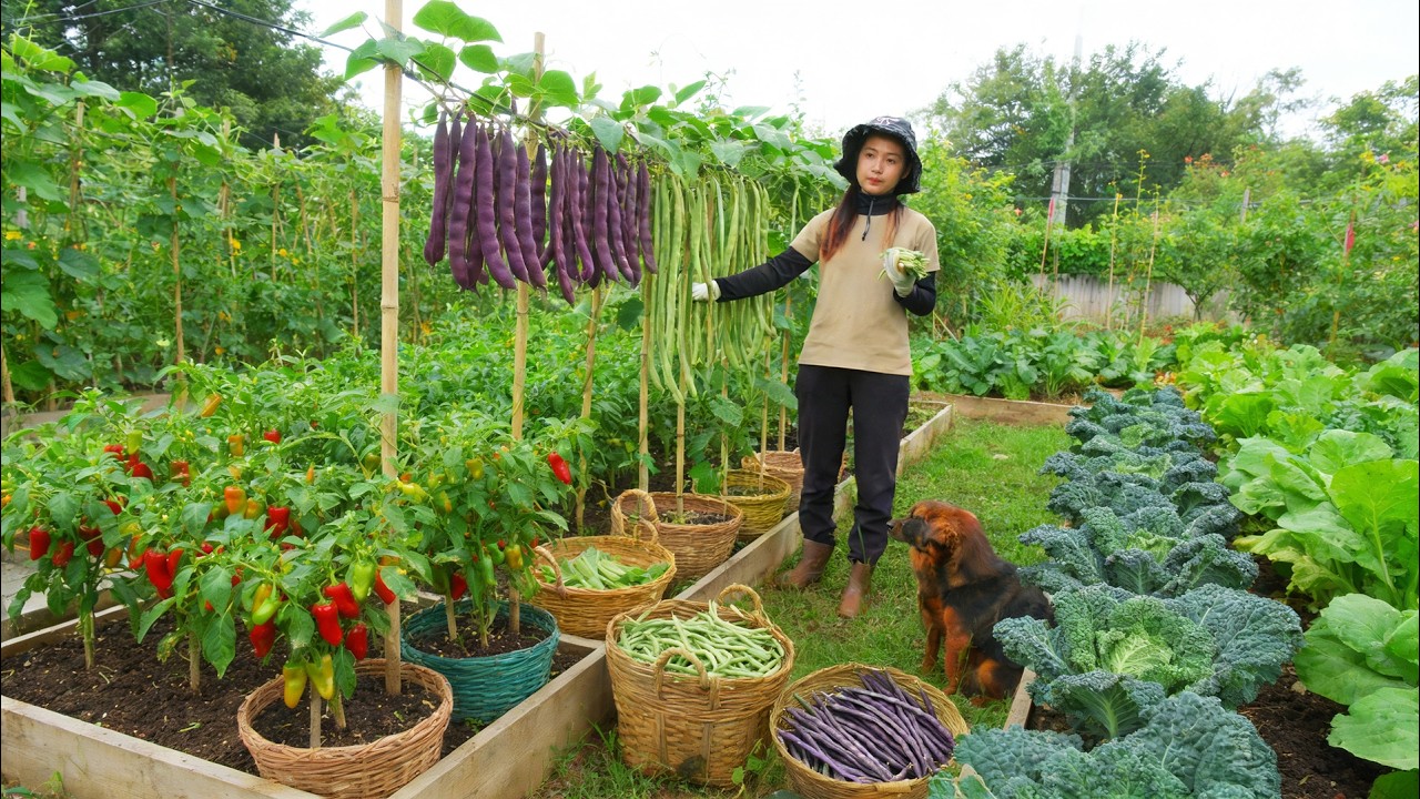 Harvest: Chili, Purple Beans, Kale, Mustard Greens To Sell At The Market – Cook With Them, Garden