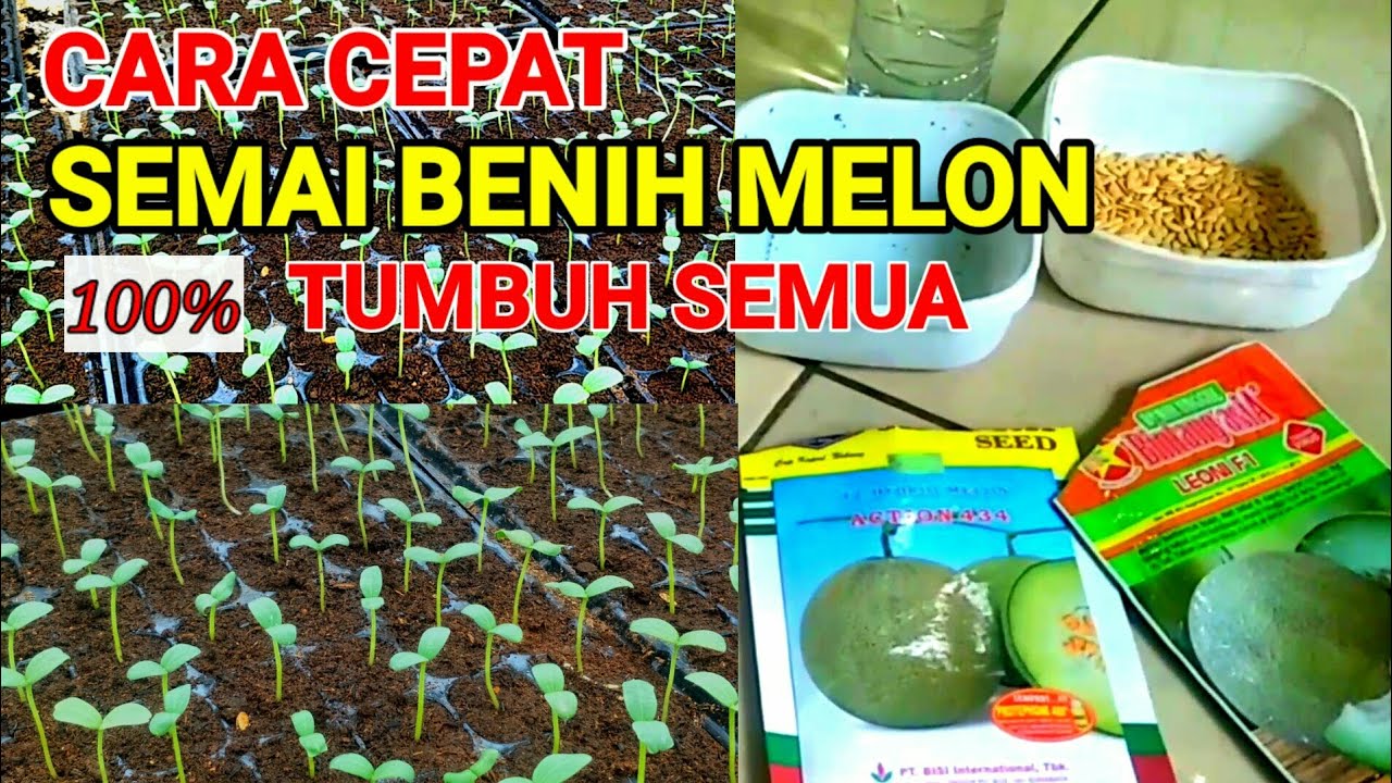 CARA MENYEMAI  BENIH MELON AGAR  TUMBUH 100%