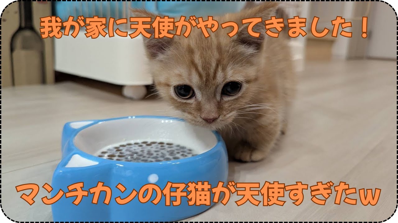 マジ天使すぎる！マンチカンの仔猫を飼うことになった件