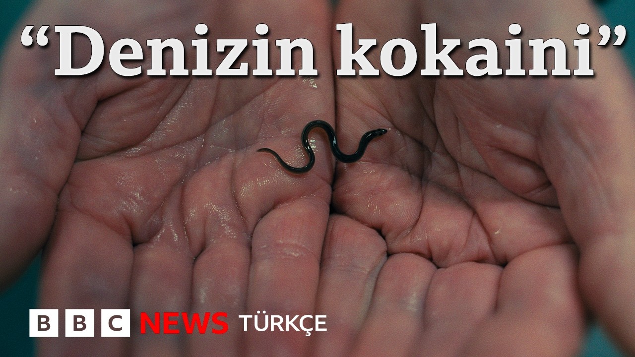 Milyar dolarlık karaborsa: Yılan balığının karanlık ekonomisi