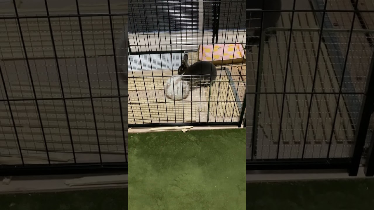 Netherland Dwarf rabbitのまるちゃん