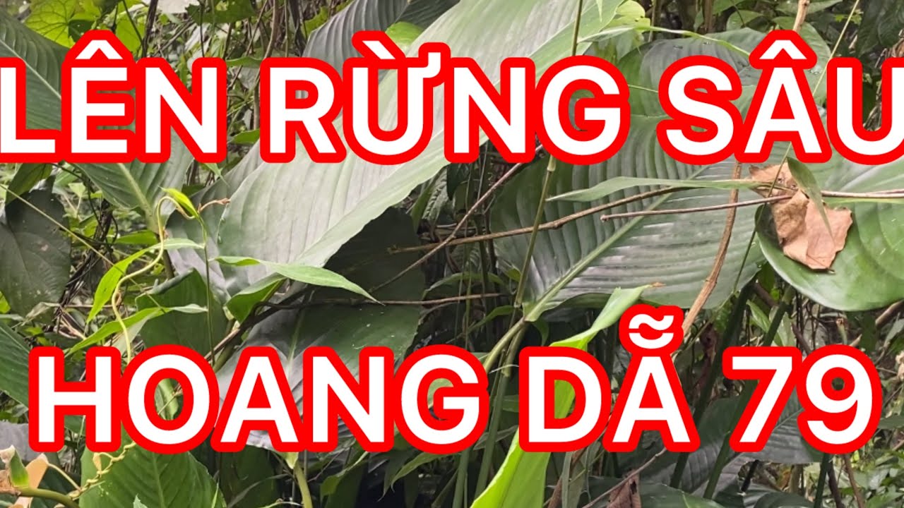LÊN RỪNG SAU ChẢi NGHIỆM THIÊN NHIÊN