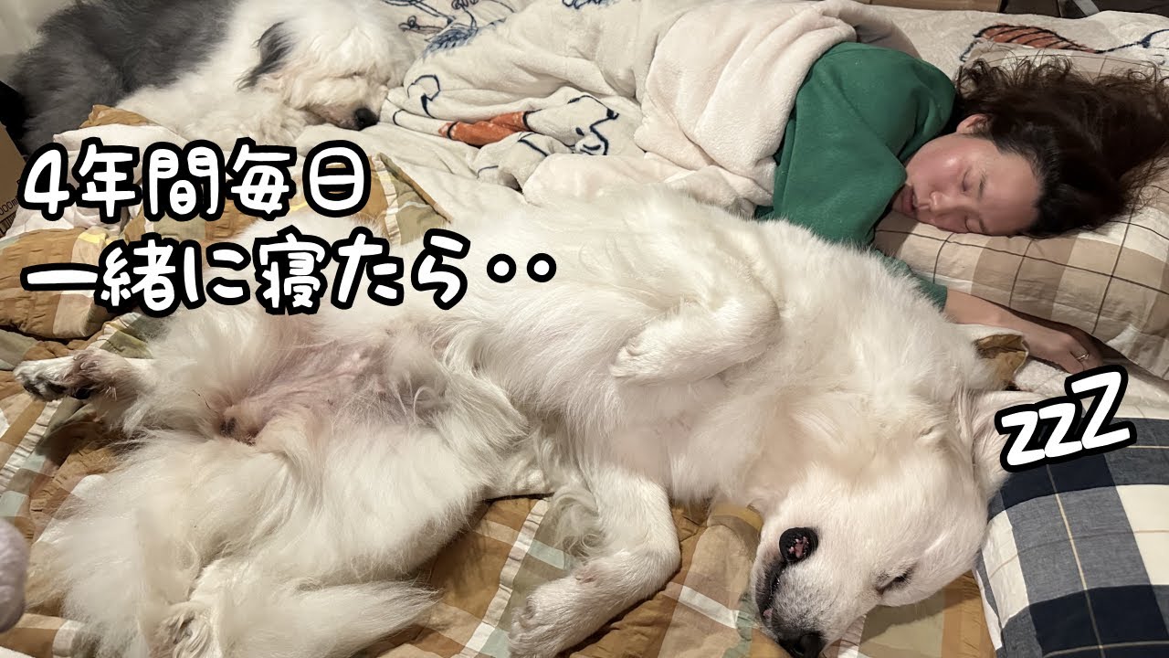 【４年間】超大型犬たちと毎日一緒のお布団で寝たらこうなりました…！｜グレートピレニーズ&オールドイングリッシュシープドッグ&トイプードル