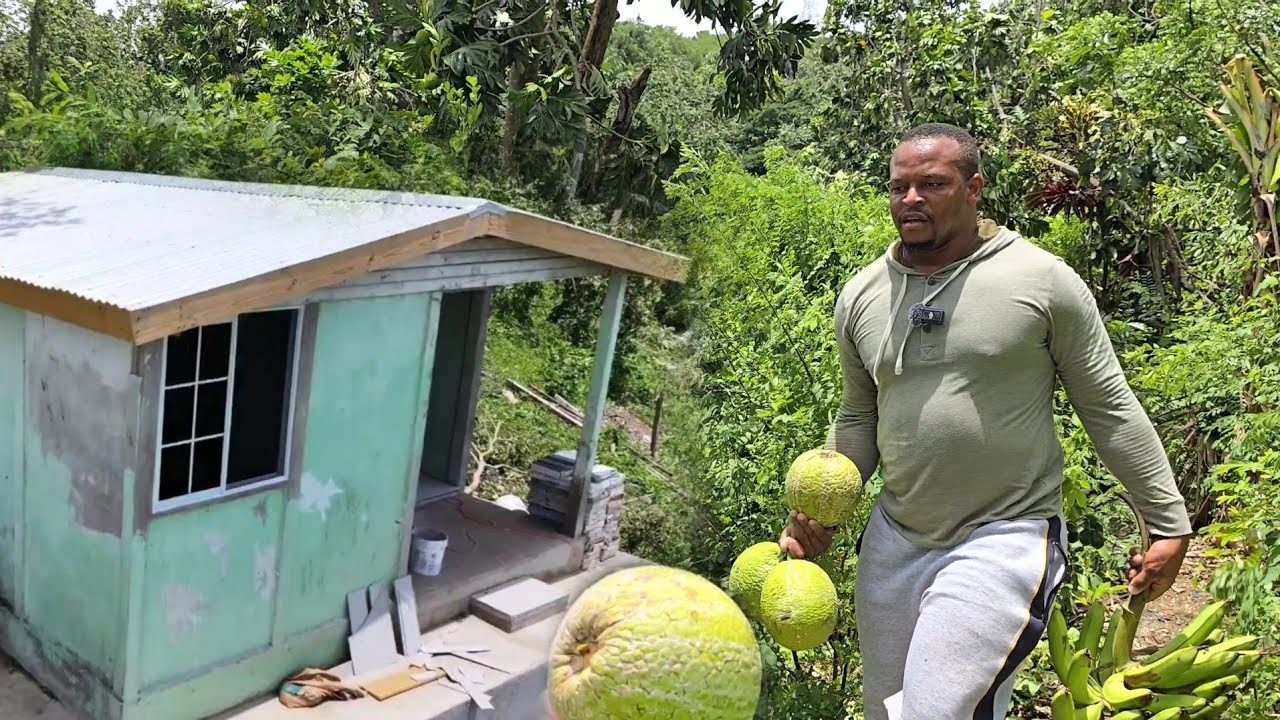 Hurricane beryl picked all my breadfruit | Ground god house safe. aftermath beryl