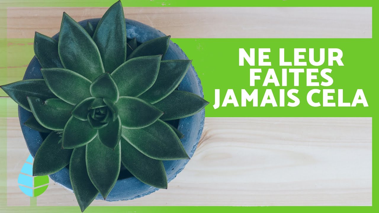 7 ERREURS courantes lors de la CULTURE DES SUCCULENTES 🌵⚠️