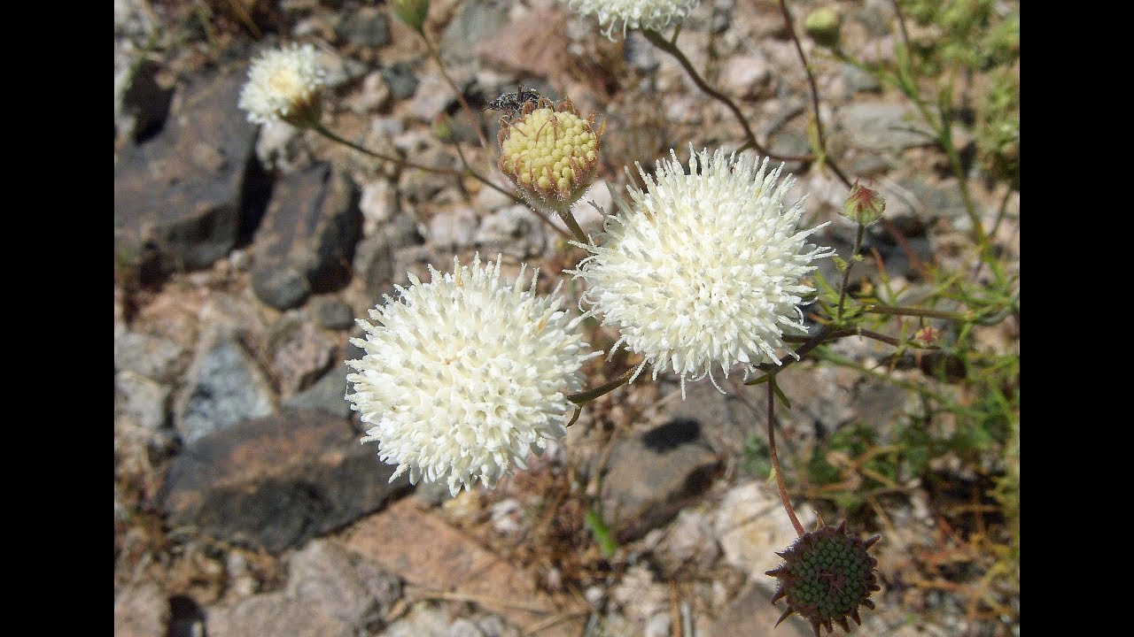 Chaenactis carphoclinia (pebble pincushion)