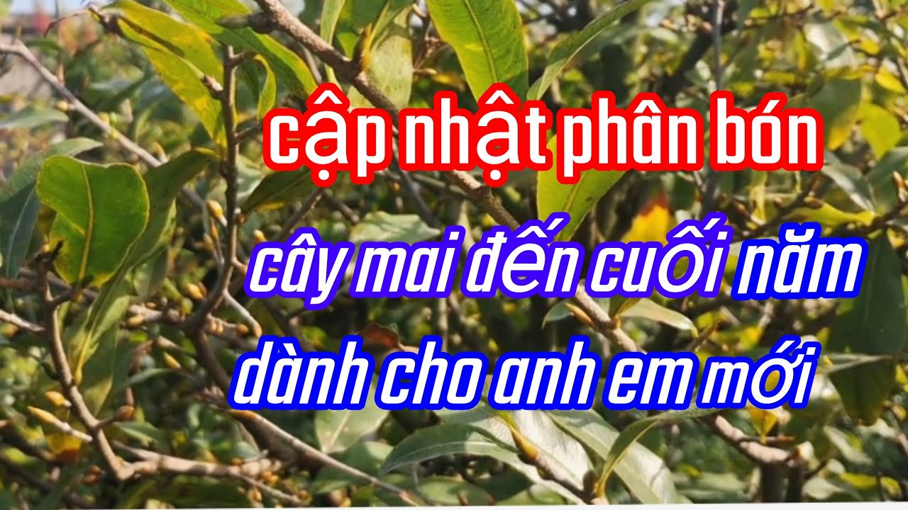 26/11/AL cập nhật phân bón cho cây mai vàng đên cuối năm dành cho anh em mới  chơi mai vàng 
