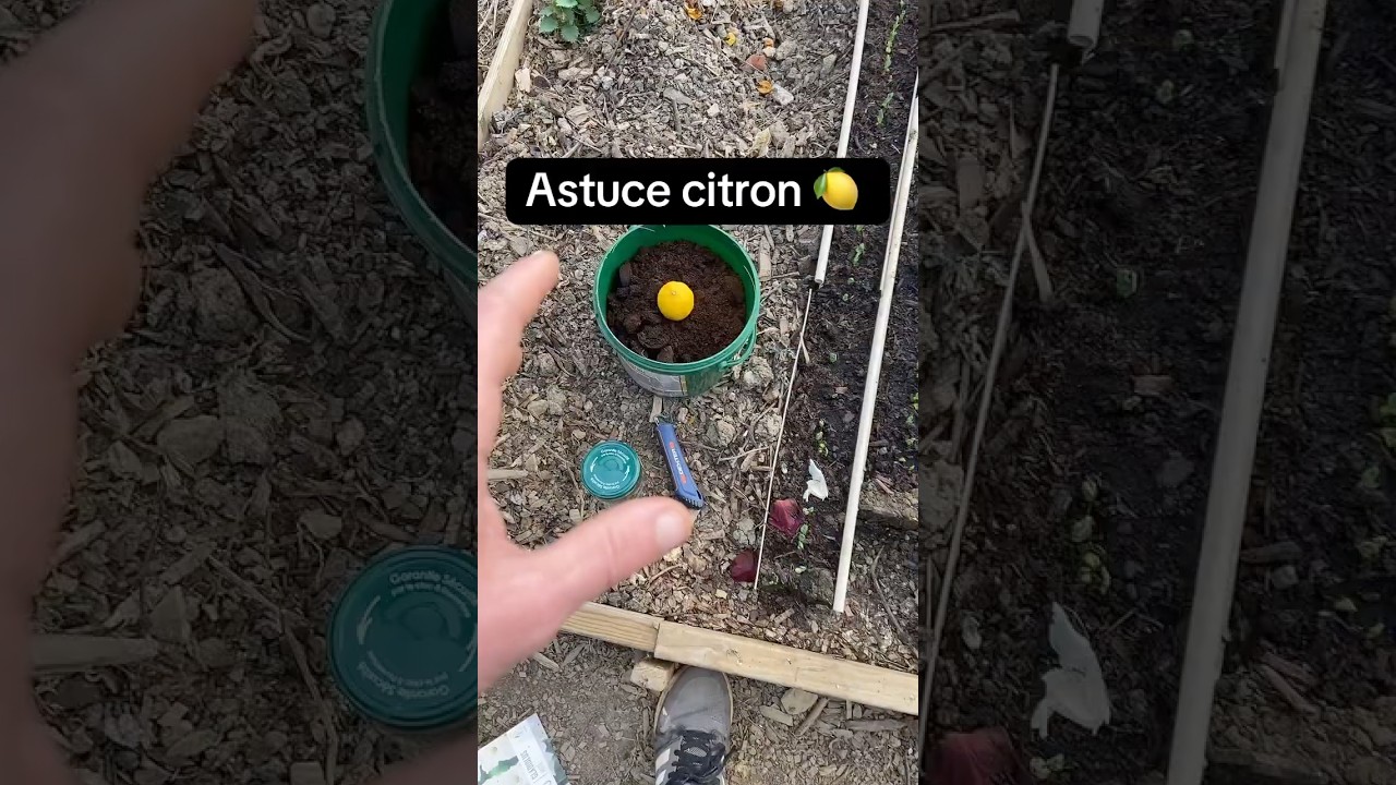 Citrons 🍋 #jardinage #permaculture #potager #astuce #tuto #agriculture