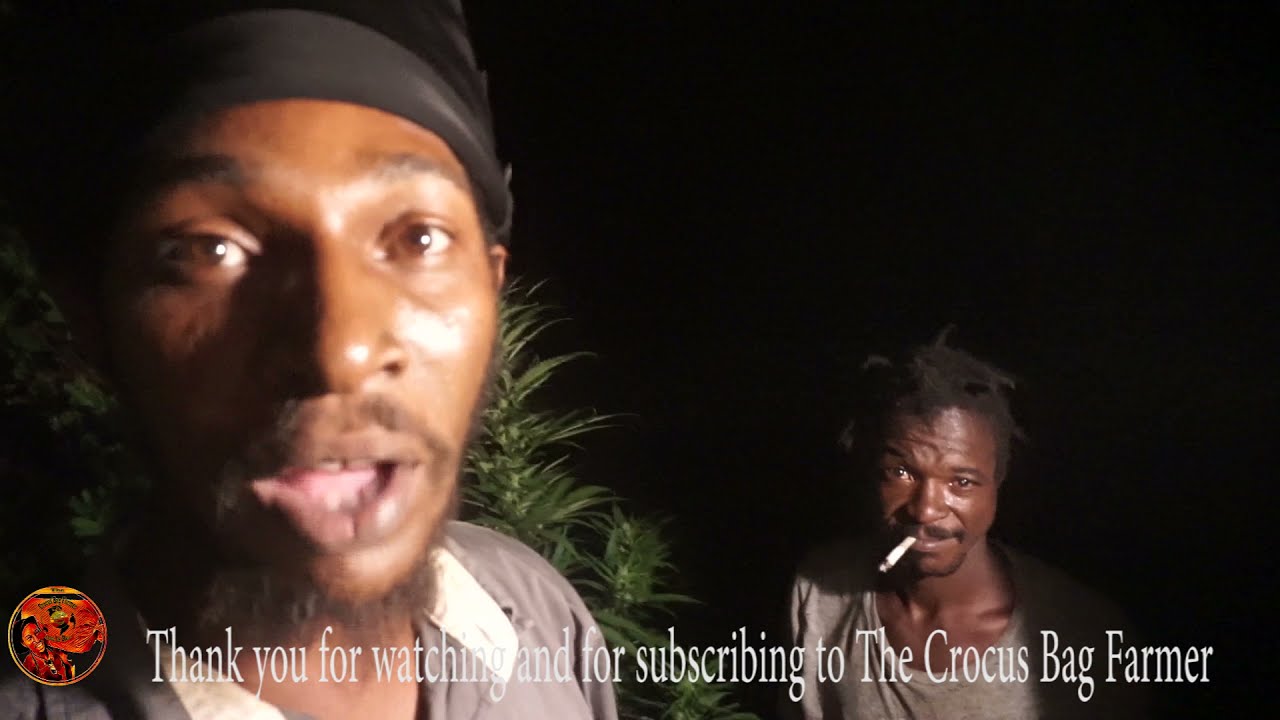 Jamaica cannabis  pot, ganja, bud, weed, and Mary Jane Marijuana | The Crocus Bag Farmer