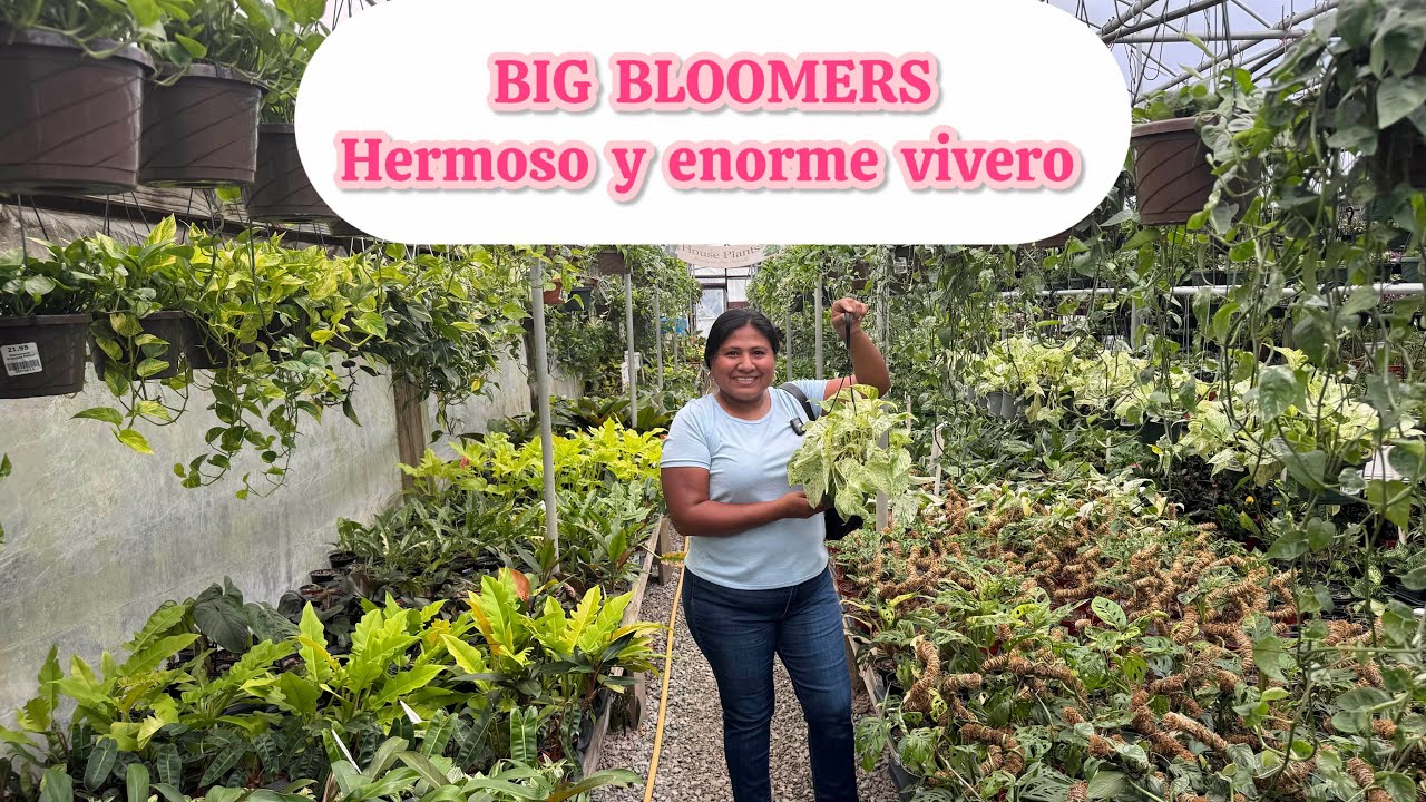 Big Bloomers NC Este vivero es enorme encontré una gran variedad de plantas hermosas 
